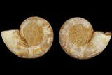 Cut & Polished, Agatized Ammonite Fossil- Jurassic #110757-1